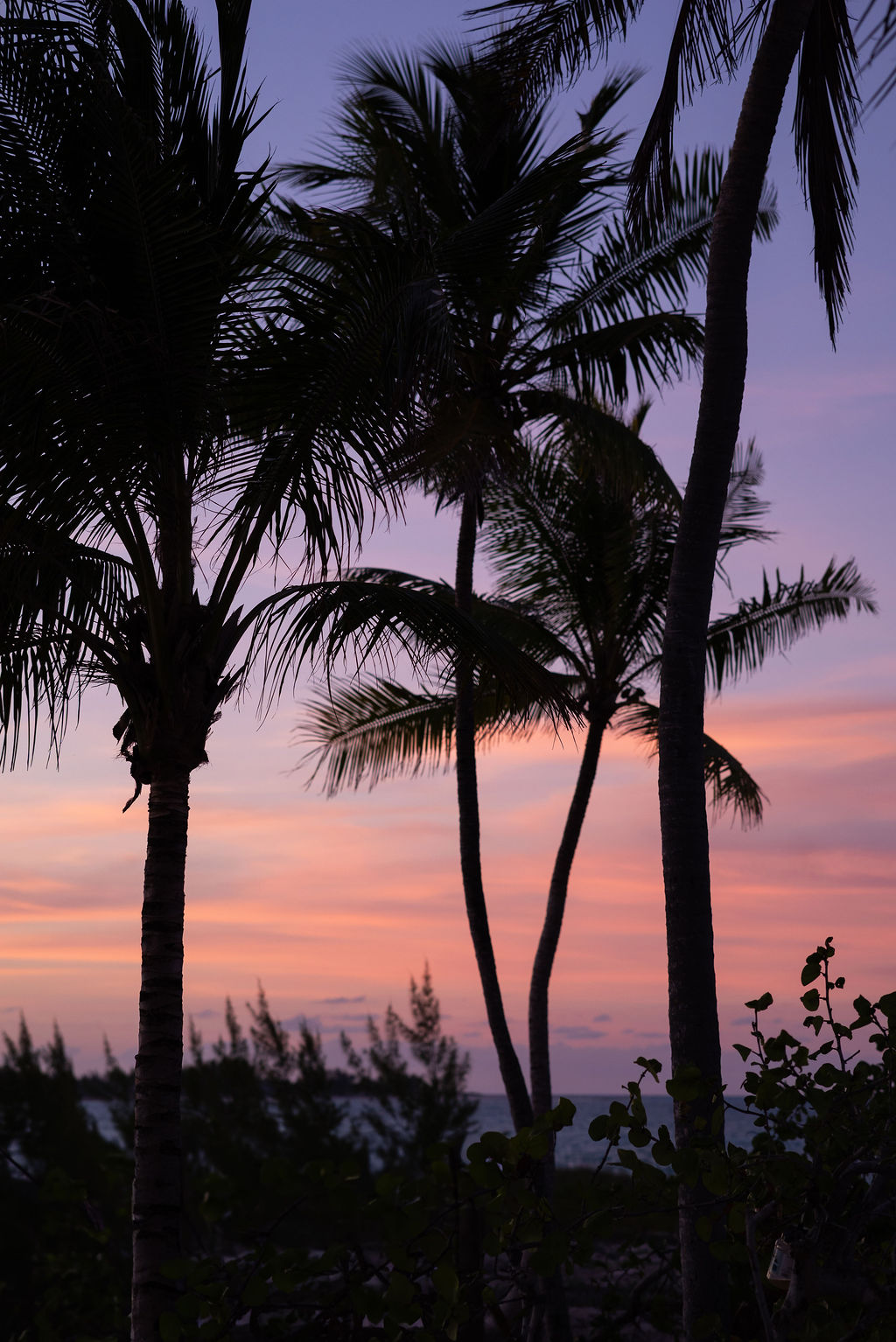 Palms at sunset